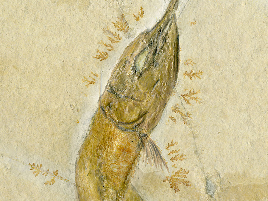 Schnabelfisch, Aspidorhynchus