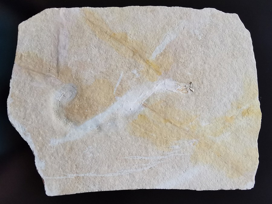 Borstenwurm - Eunicites