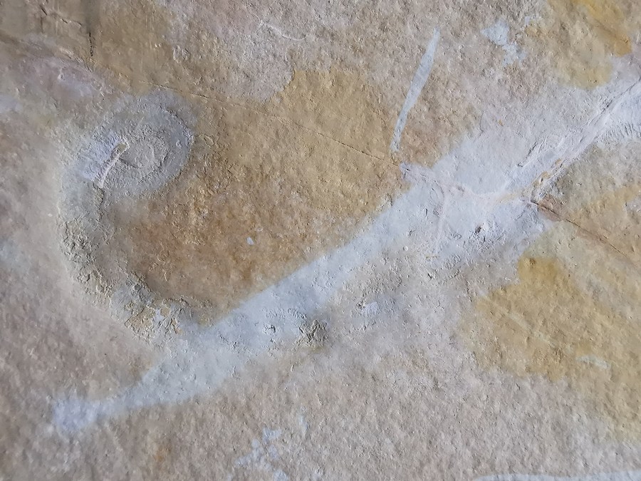 Borstenwurm - Eunicites