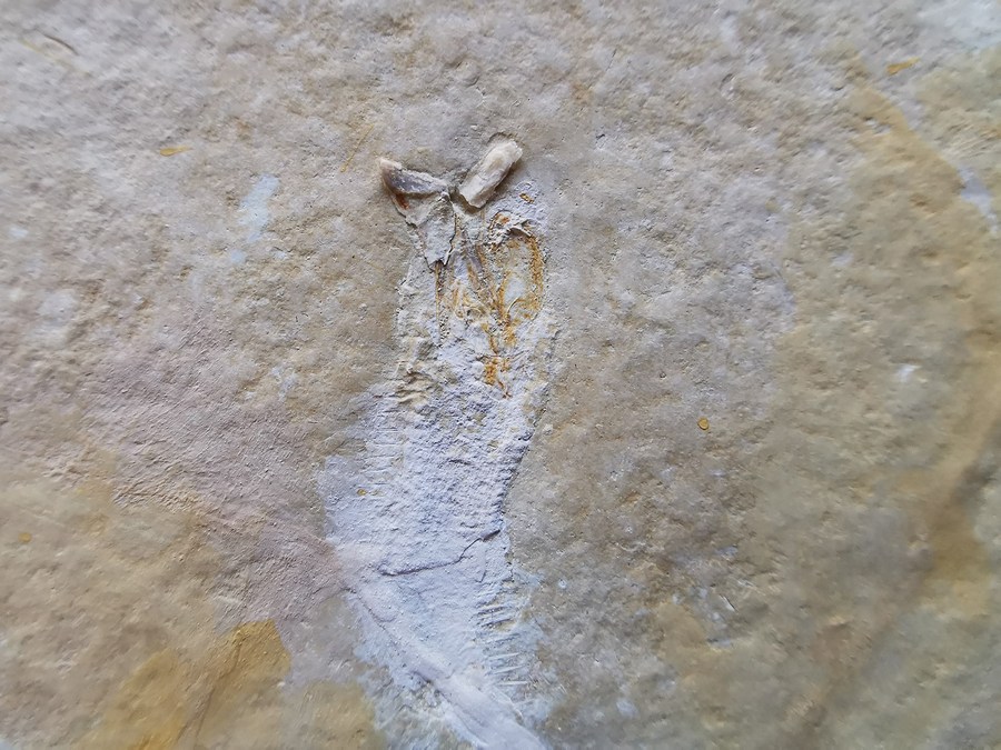 Borstenwurm - Eunicites