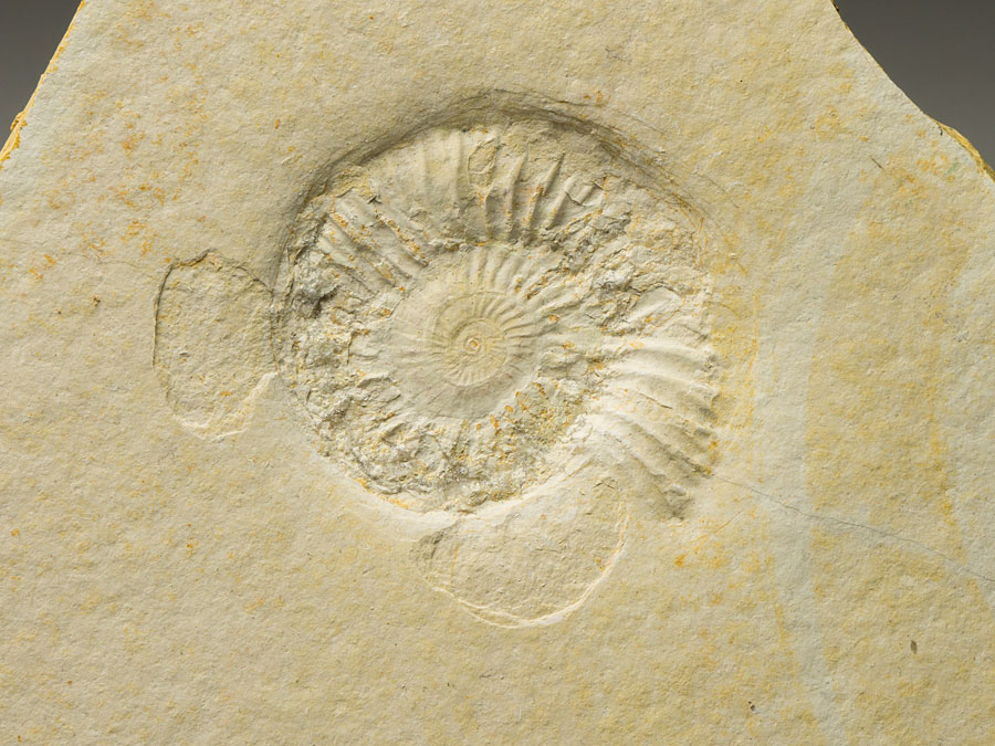 Ammonit: Subplanites sp.