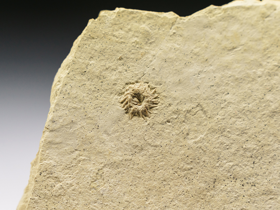 Seeigel: Phymosoma (10 mm)