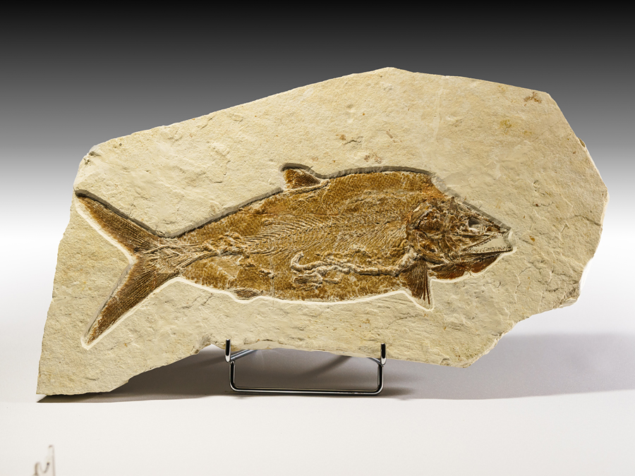 Raubfisch: Caturus frucatus