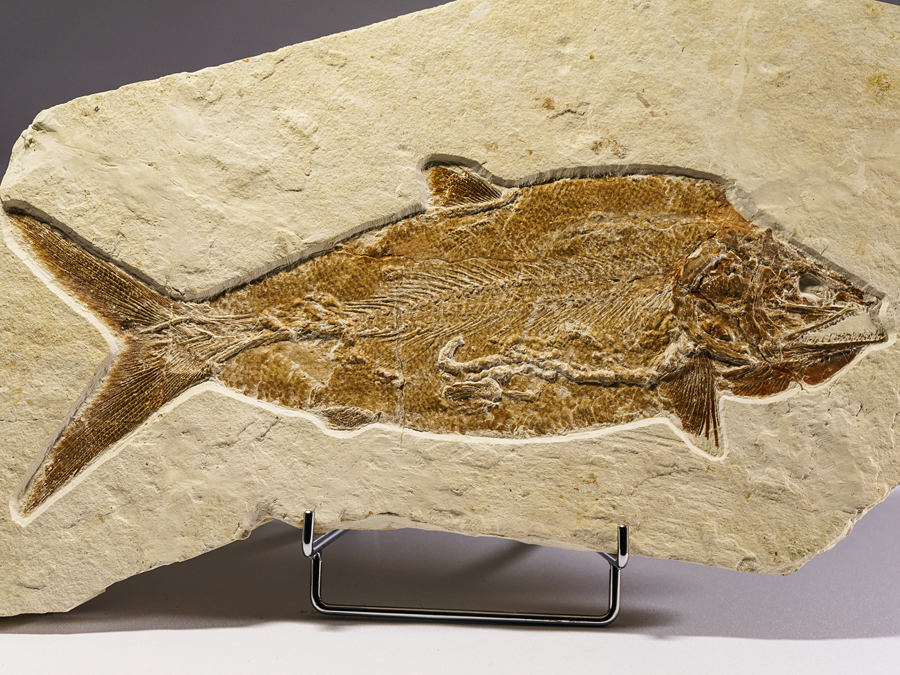 Raubfisch: Caturus frucatus