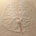 Fossilien aus dem Solnhofener Plattenkalk