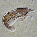 Fossilien aus dem Solnhofener Plattenkalk