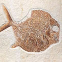 Fische aus dem Solnhofener Plattenkalk