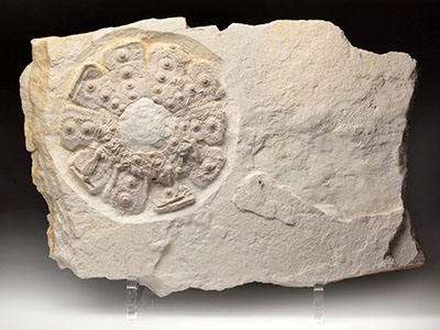 10 Stück Fossilien Proben Identifikationskit Wissenschaftliche Lehrmittel 