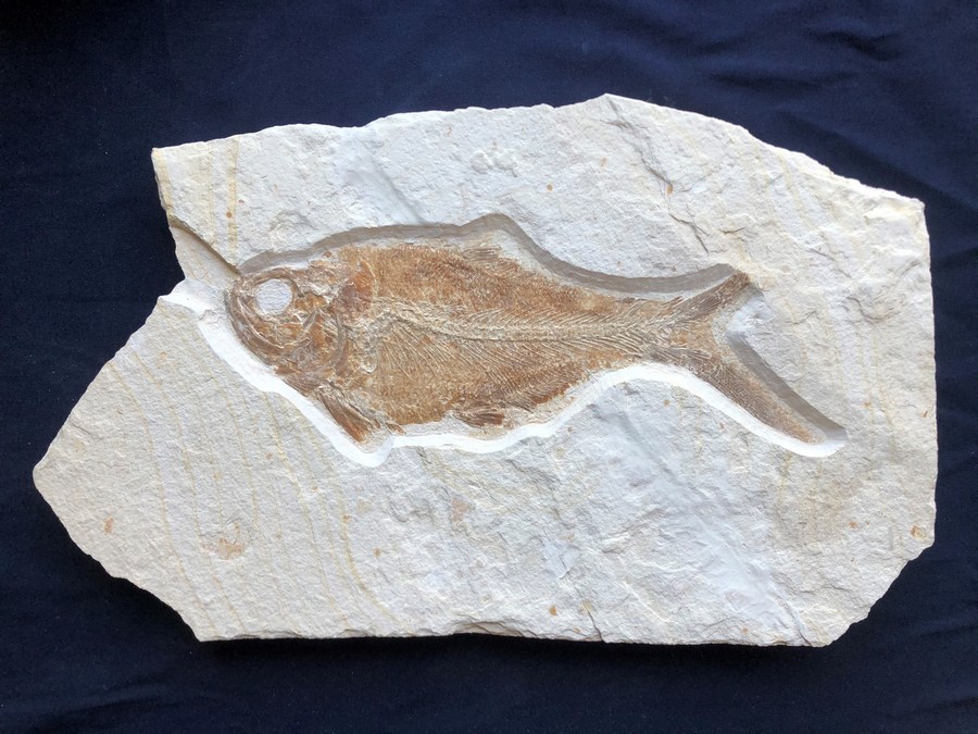 Knochenfisch, Eurycormus