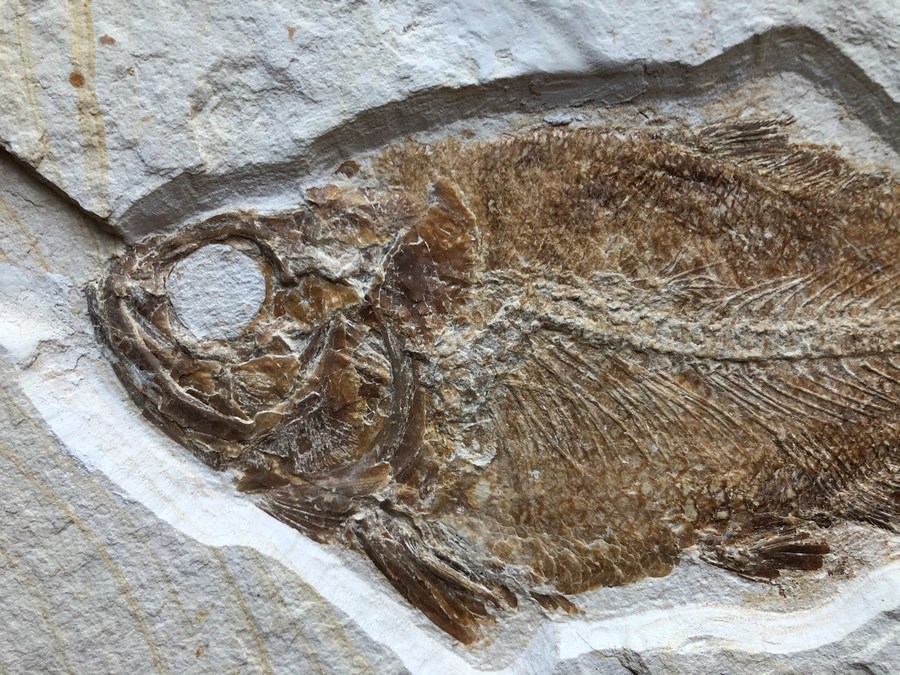 Knochenfisch, Eurycormus