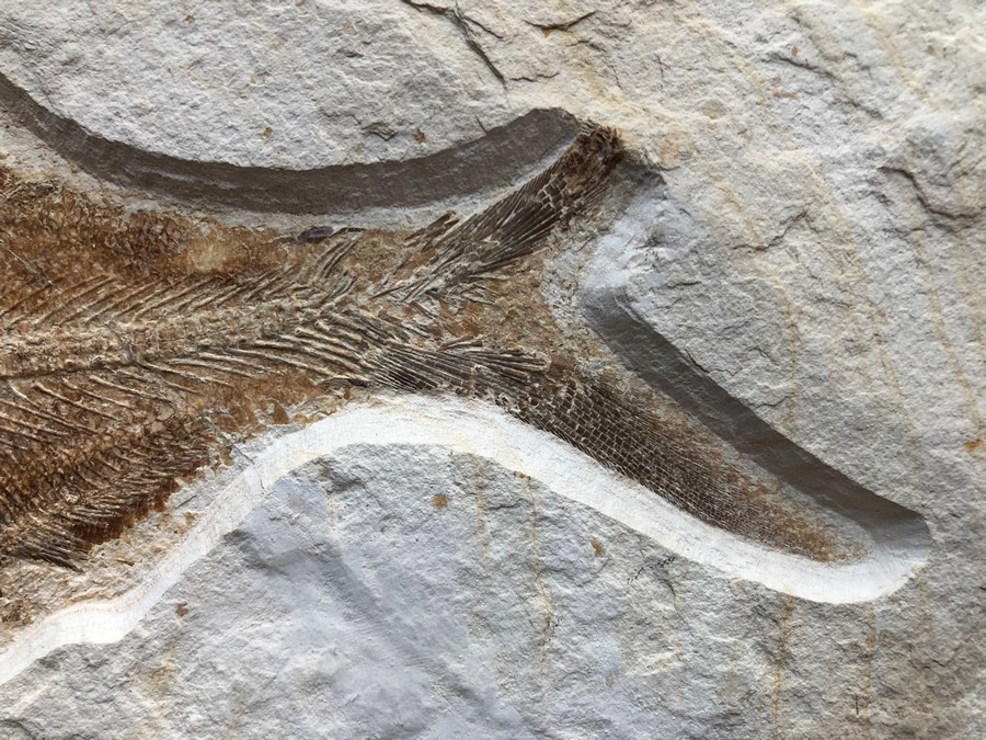 Knochenfisch, Eurycormus