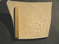 Qualle: Leptobrachites
 