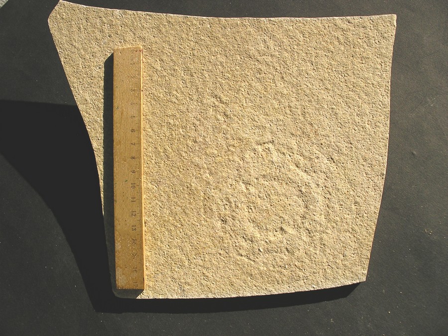 Qualle: Leptobrachites
 