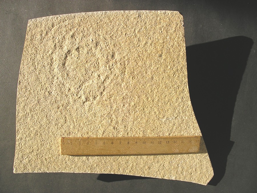 Qualle: Leptobrachites
 