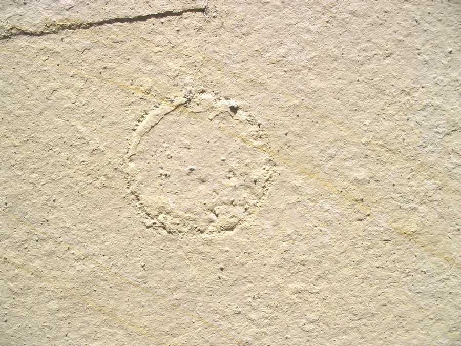 Hydromeduse: Palaequorea