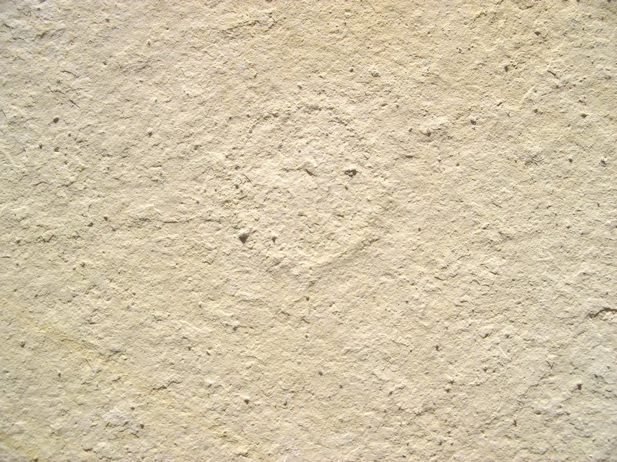 Hydromeduse: Palaequorea