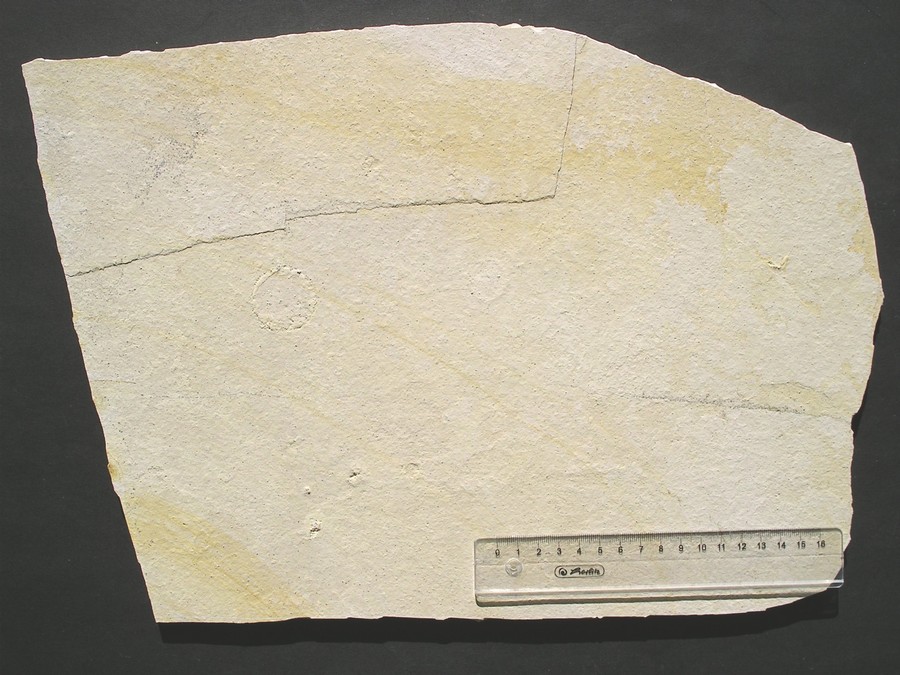 Hydromeduse: Palaequorea