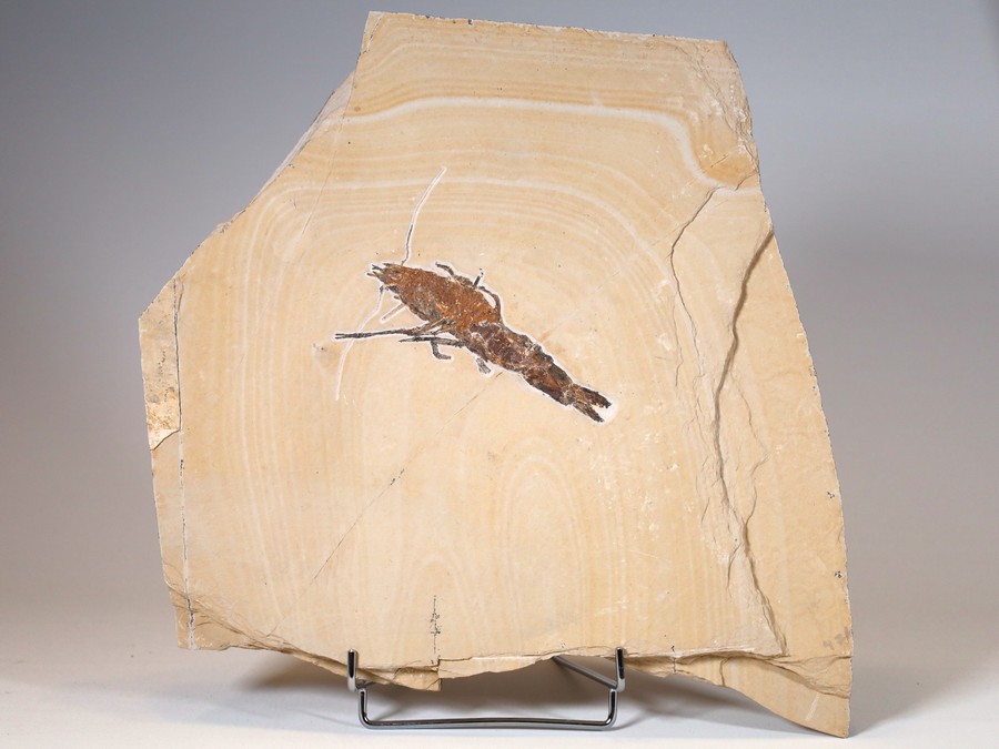 Antrimpos aus Nusplingen