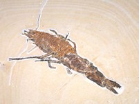 Antrimpos aus Nusplingen