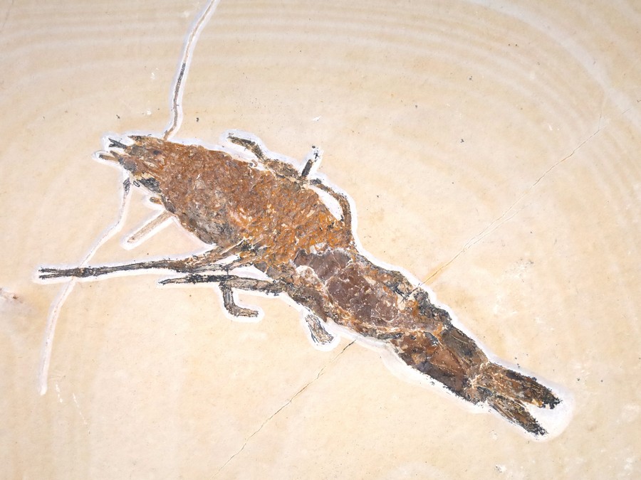 Antrimpos aus Nusplingen