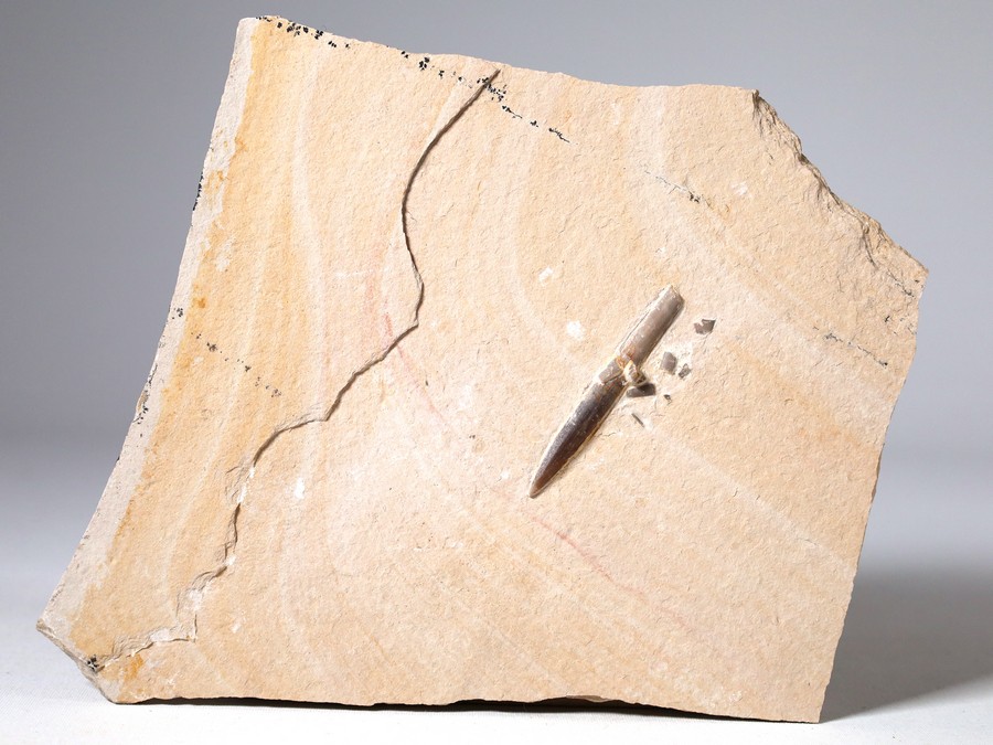 Belemnit aus Nusplingen