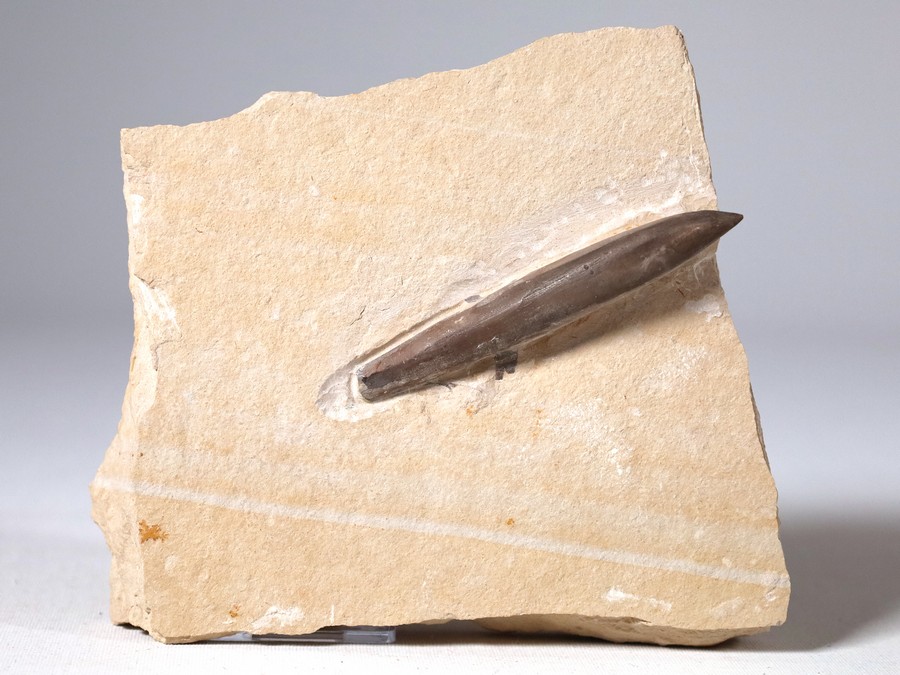 Belemnit aus Nusplingen