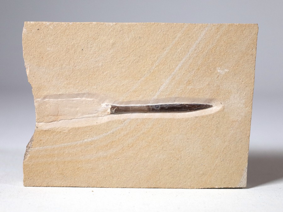 Belemnit mit Phragmokon aus Nu..