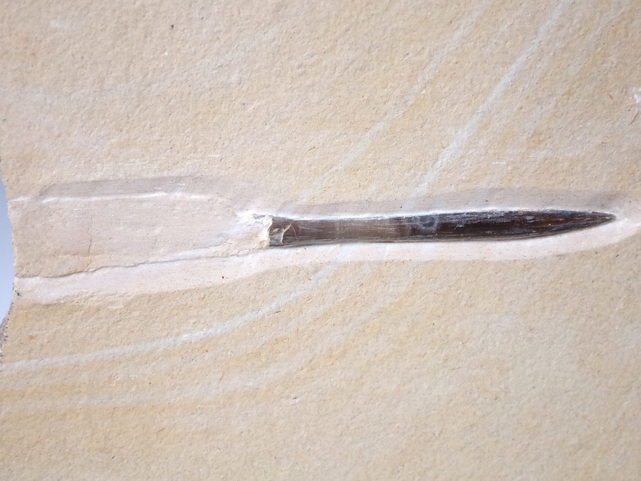 Belemnit mit Phragmokon aus Nu..