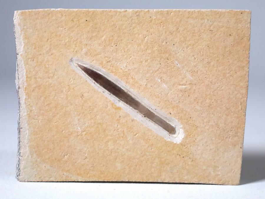 Belemnit aus Nusplingen