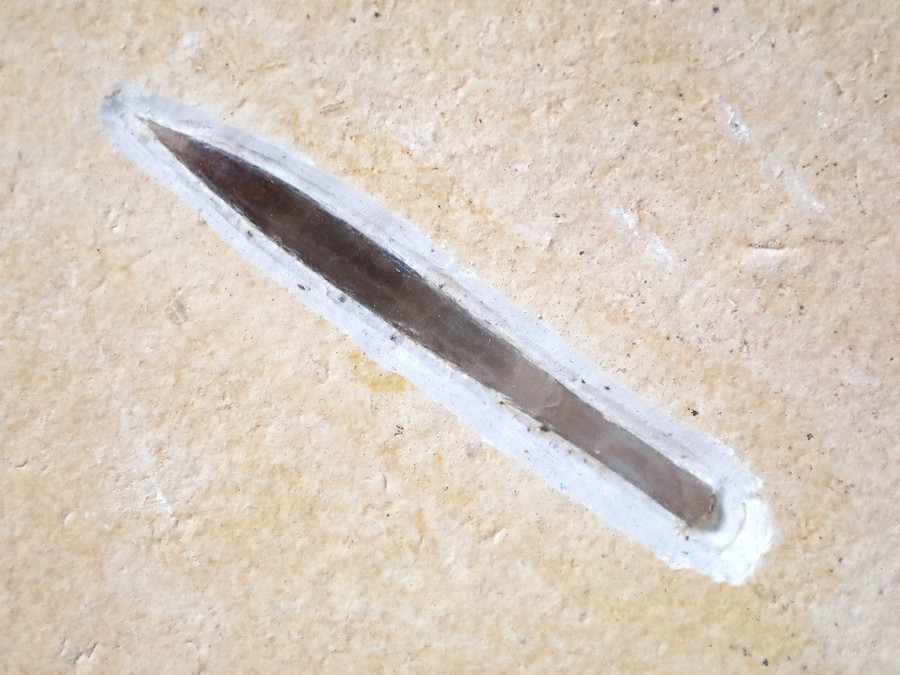 Belemnit aus Nusplingen