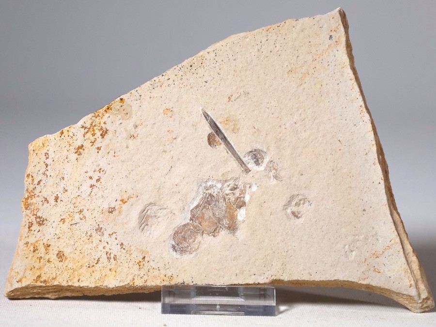 Belemnit mit Austern aus Nuspl…