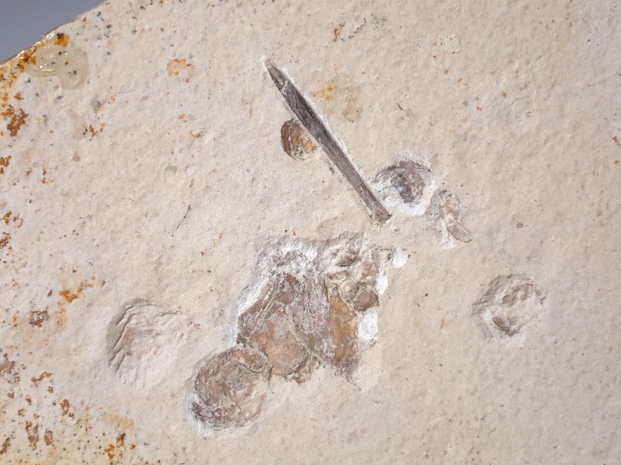 Belemnit mit Austern aus Nuspl…