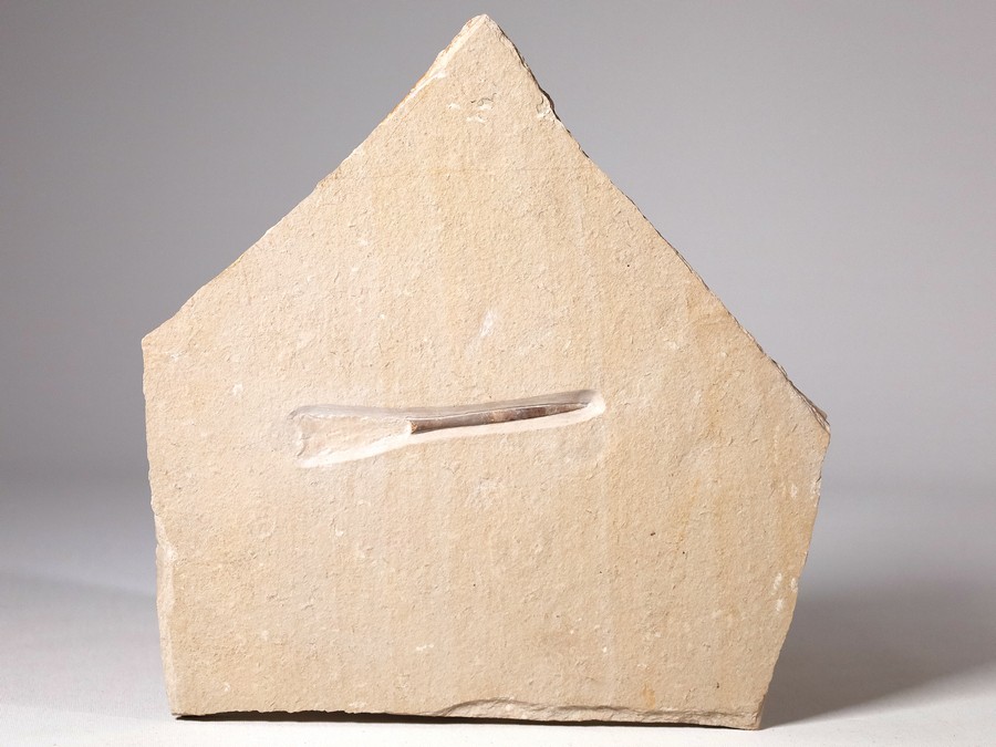 Belemnit mit Phragmokon aus Nu..