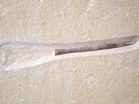 Belemnit mit Phragmokon aus Nu..