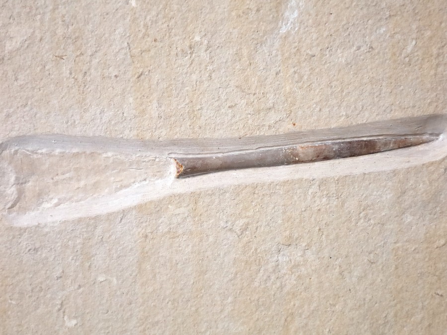 Belemnit mit Phragmokon aus Nu..