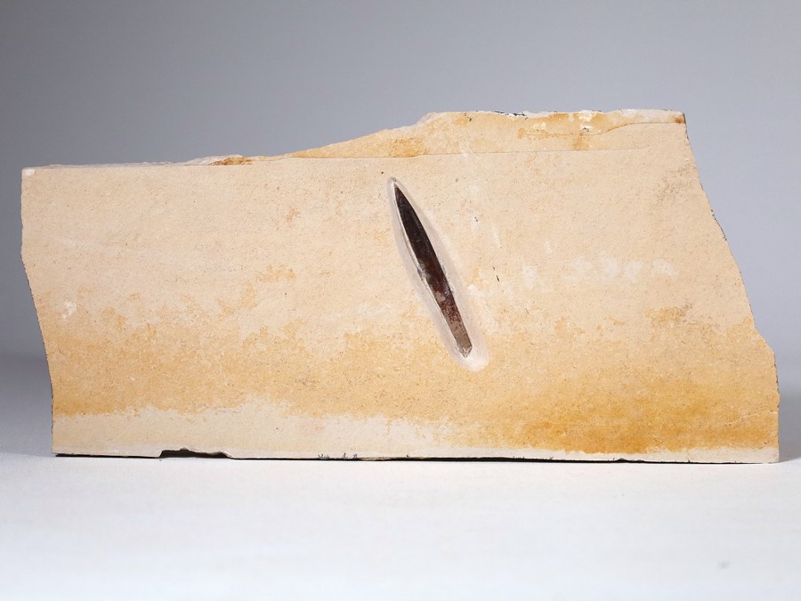 Belemnit aus Nusplingen