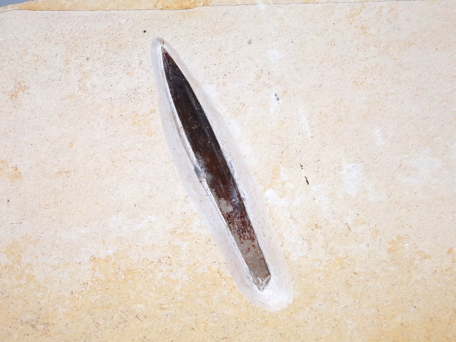 Belemnit aus Nusplingen