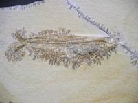 Knochenfisch - Tharsis dubius