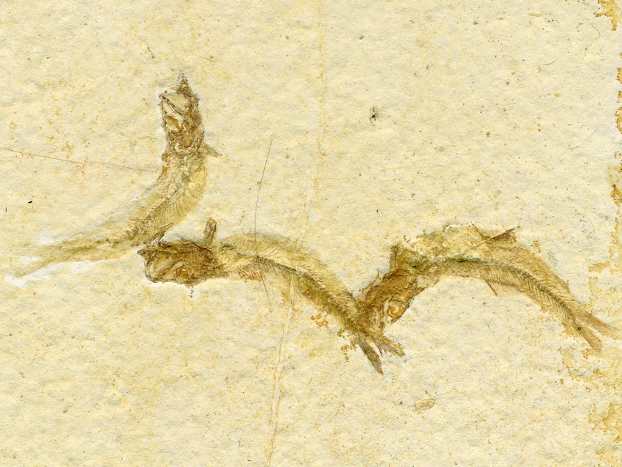 Knochenfische, Fischli Flinz