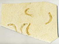 Knochenfische, Fischli Flinz