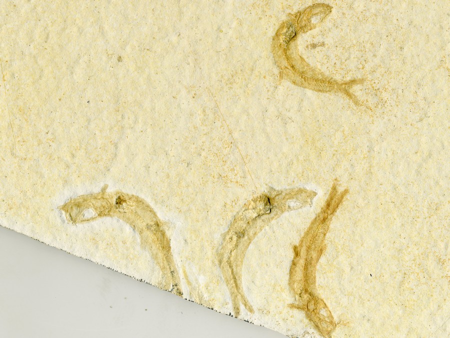 Knochenfische, Fischli Flinz