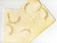 Knochenfische, Fischli Flinz