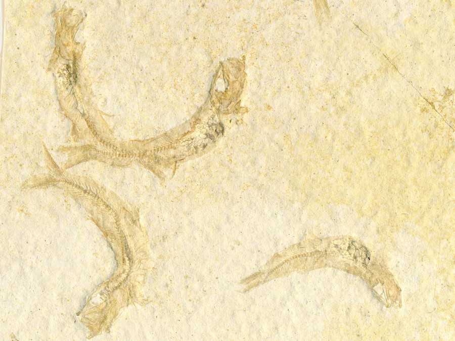 Knochenfische, Fischli Flinz