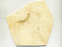 Knochenfische, Fischli Flinz