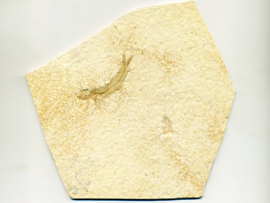 Knochenfische, Fischli Flinz