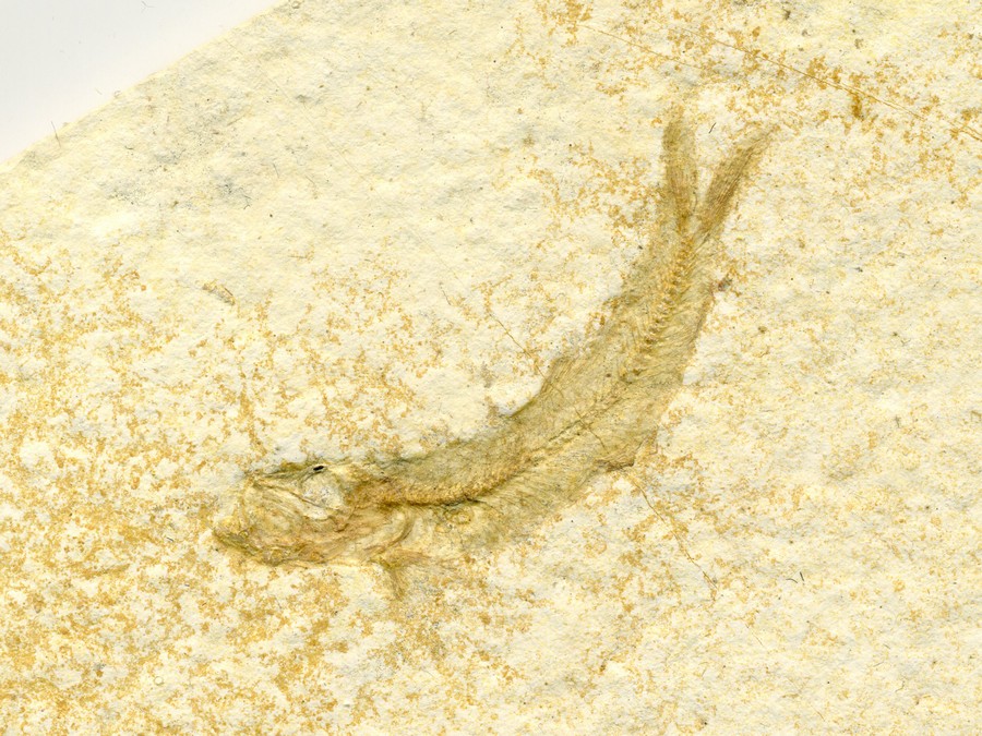 Knochenfische, Fischli Flinz