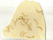Knochenfische, Fischli Flinz