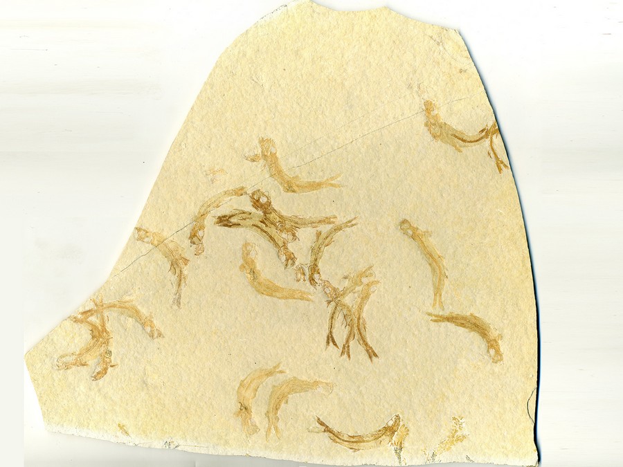 Knochenfische, Fischli Flinz