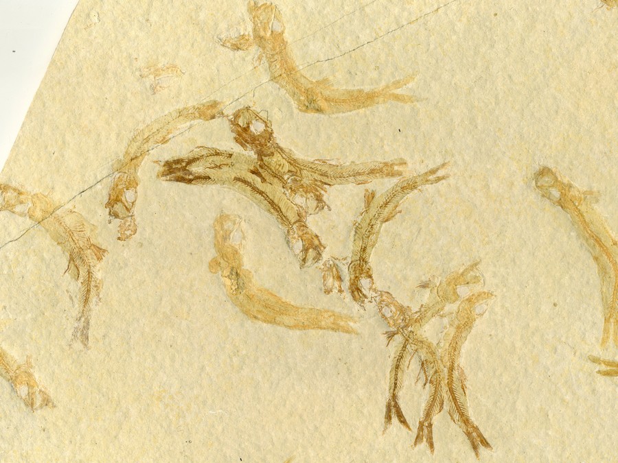 Knochenfische, Fischli Flinz
