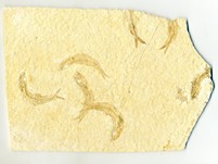 Knochenfische, Fischli Flinz